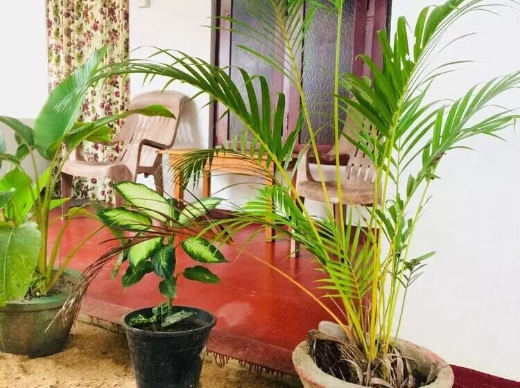 ベッドアンドブレックファースト Tropicana Homestay