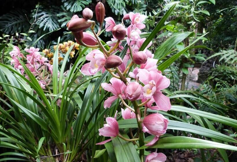 客栈 Isla De Baños Hosteria Y Spa