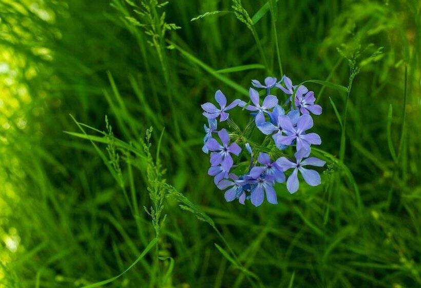 Oak Grove Bed And Breakfast