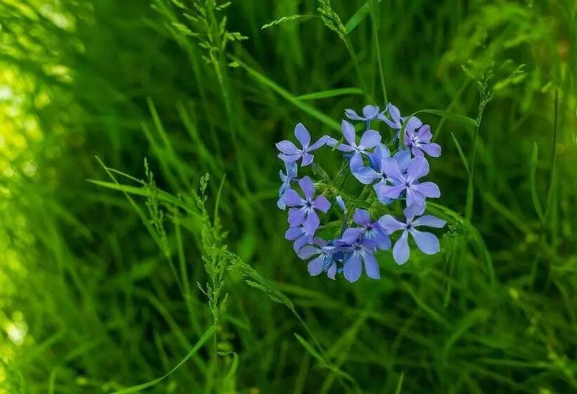 Oak Grove Bed And Breakfast