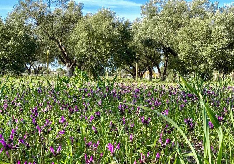 ホテル Alaçatı Barbarossa