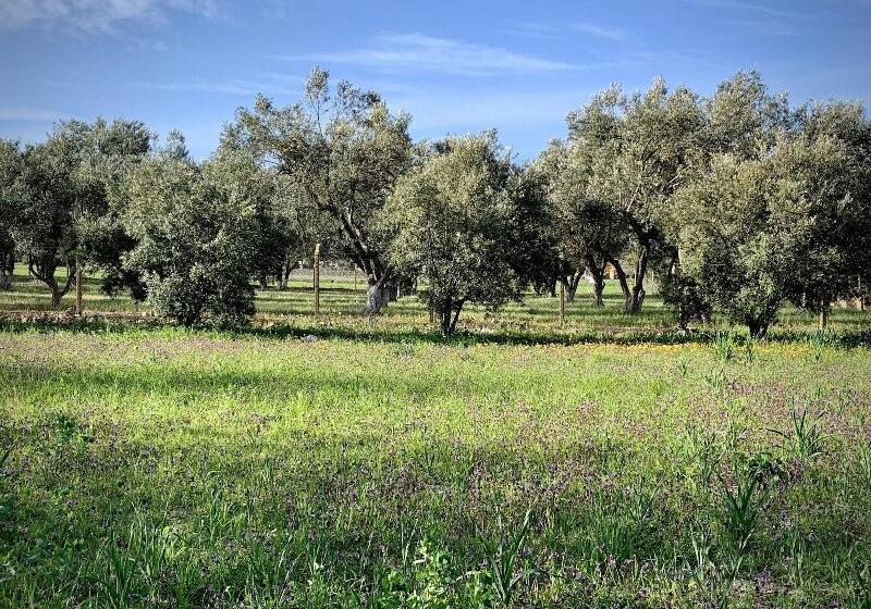 ホテル Alaçatı Barbarossa