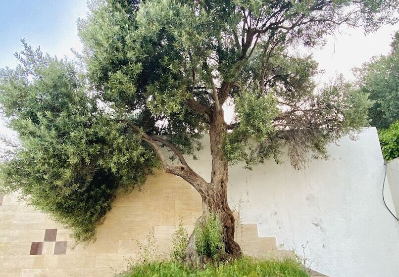 ホテル Alaçatı Barbarossa