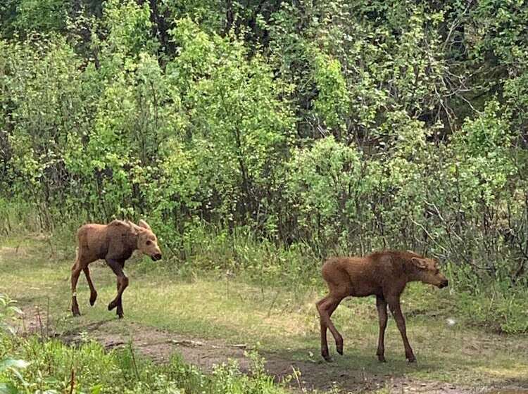 Arctic Dragonfly Inn