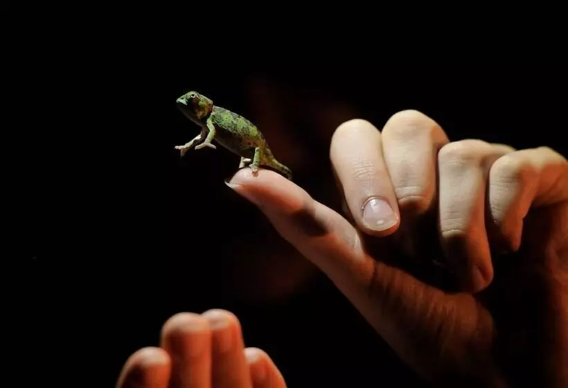 Hotelli Inyati Game Lodge