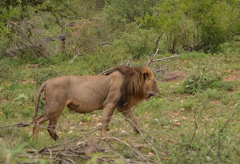 فندق Wild Olive Tree Camp