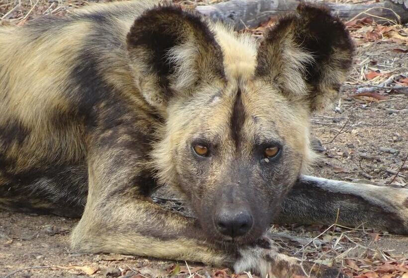 فندق Wild Olive Tree Camp