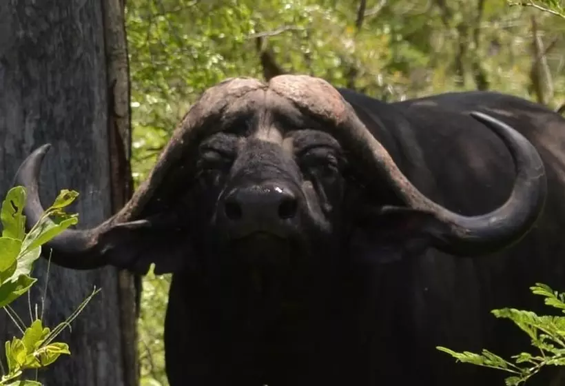 Hotelli Wild Olive Tree Camp