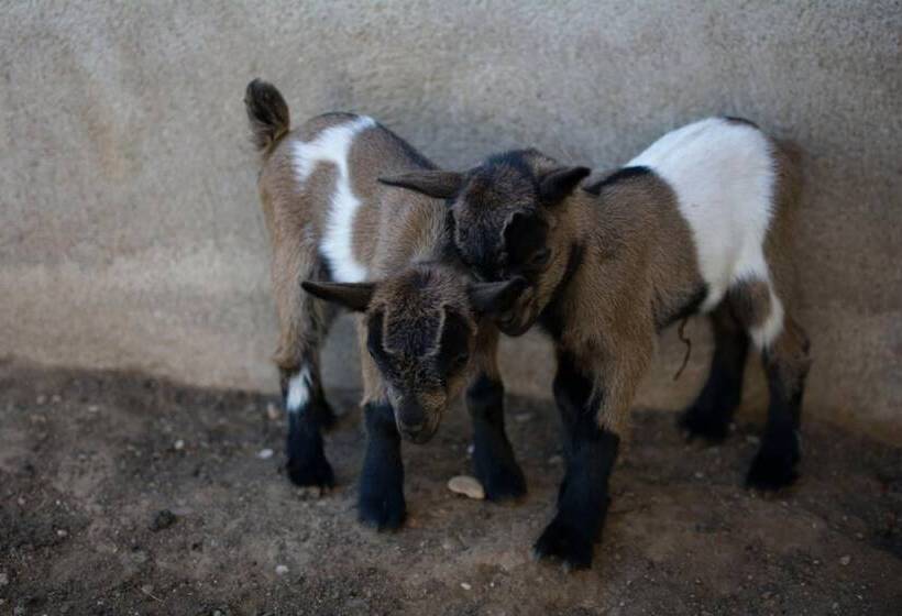 Mas Taniet Hotel Rural