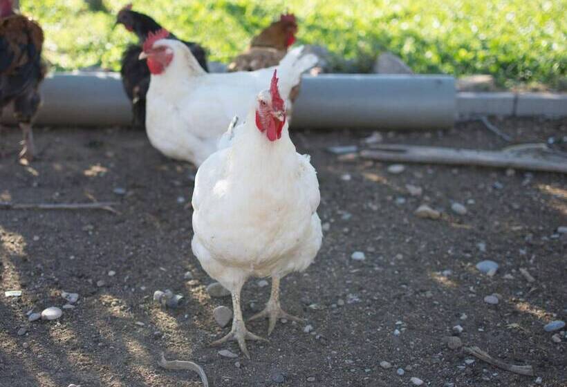 Mas Taniet Hotel Rural