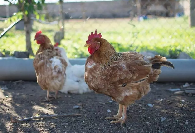 Mas Taniet Hotel Rural