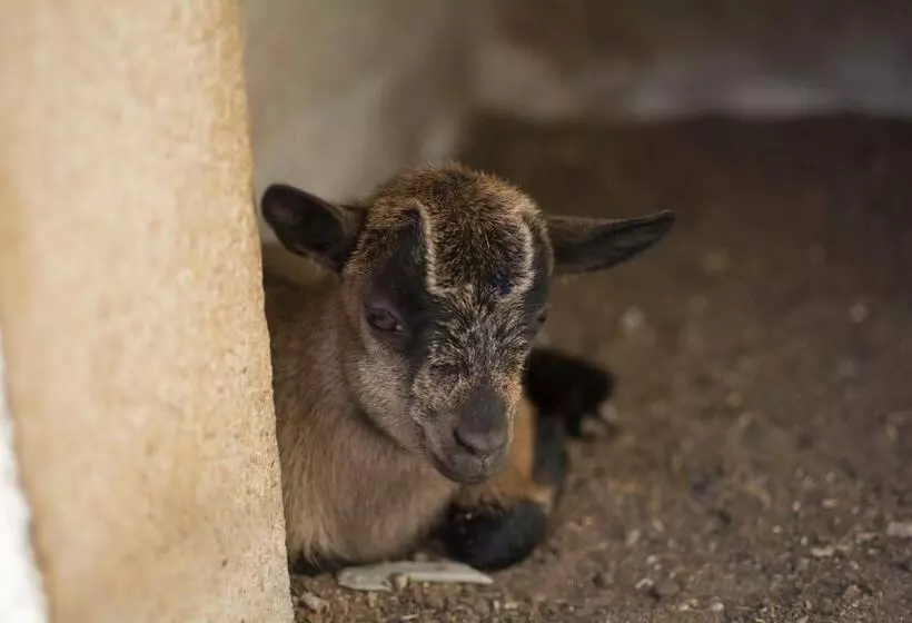 Mas Taniet Hotel Rural