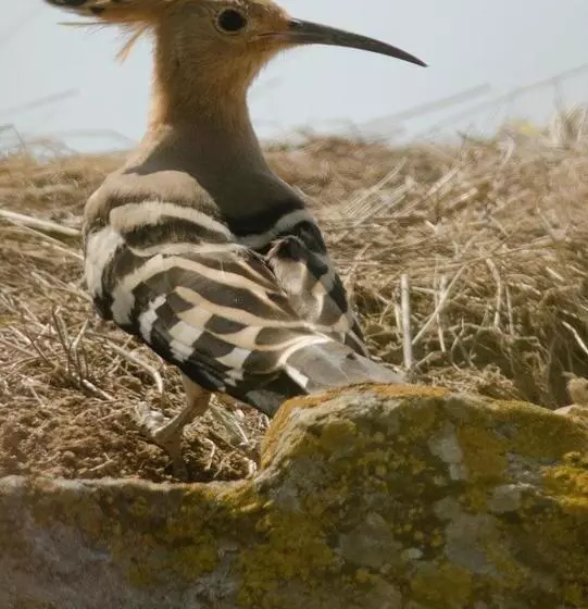 L Esgolfa De Ca L Ortís