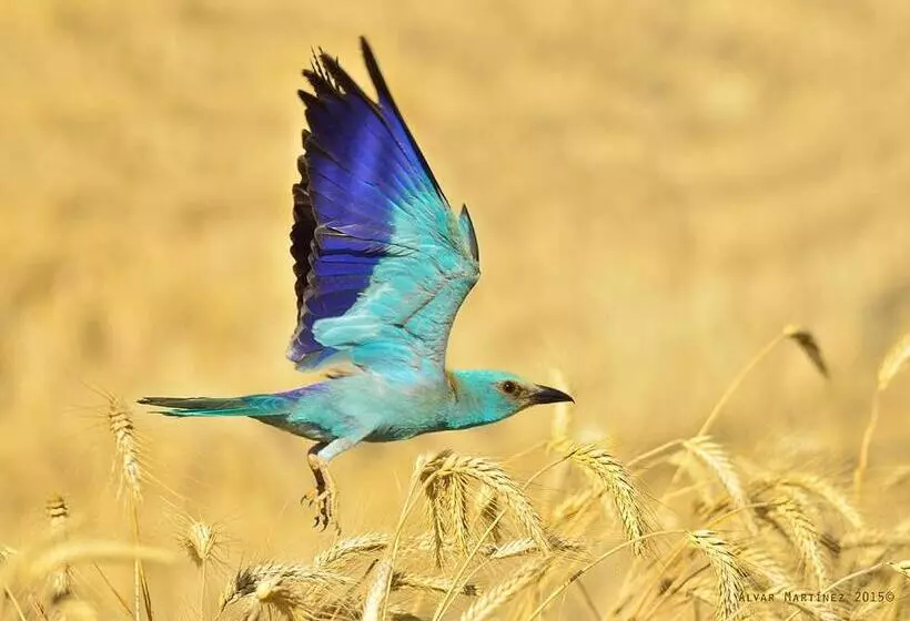 L Esgolfa De Ca L Ortís