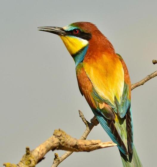 L Esgolfa De Ca L Ortís