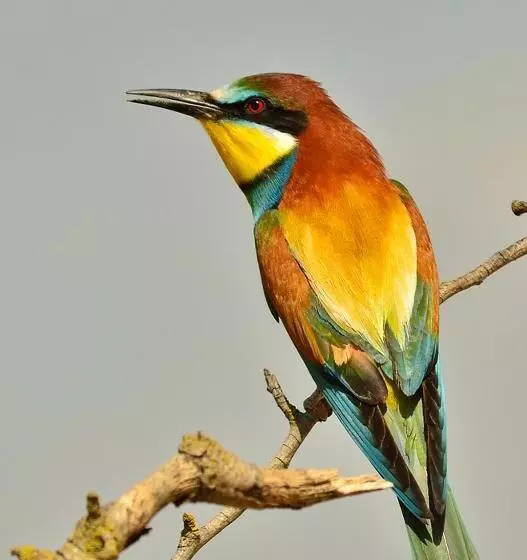 L Esgolfa De Ca L Ortís