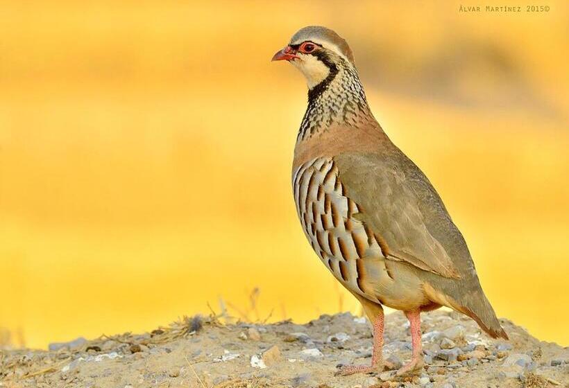 L Esgolfa De Ca L Ortís