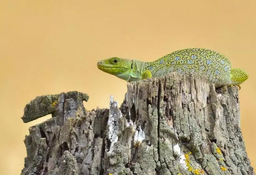 L Esgolfa De Ca L Ortís