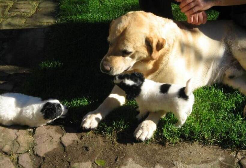 بنسيون Casas Rurales El Terrero