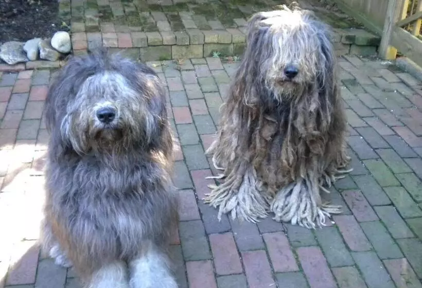 Benjamin F. Packard House Bed And Breakfast