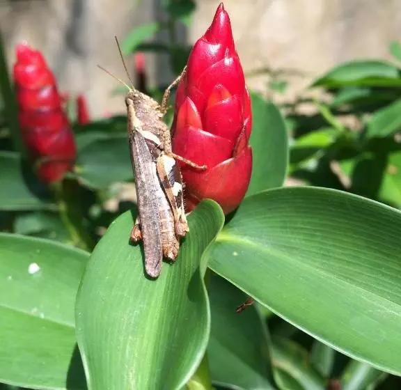 Majatalo Fern House Retreat