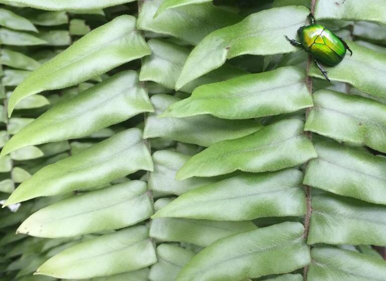 بنسيون Fern House Retreat