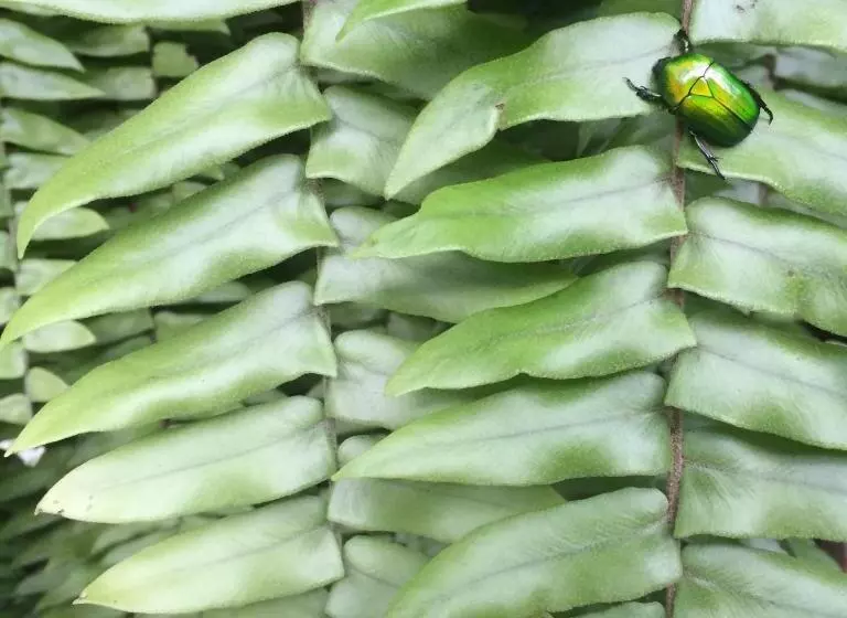 Majatalo Fern House Retreat