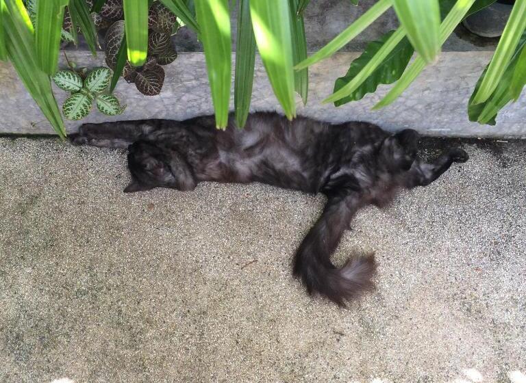 بنسيون Fern House Retreat