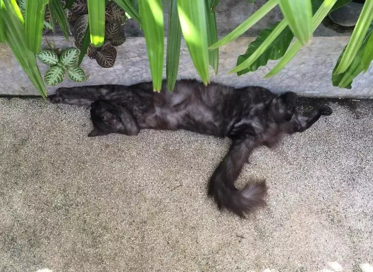 Majatalo Fern House Retreat