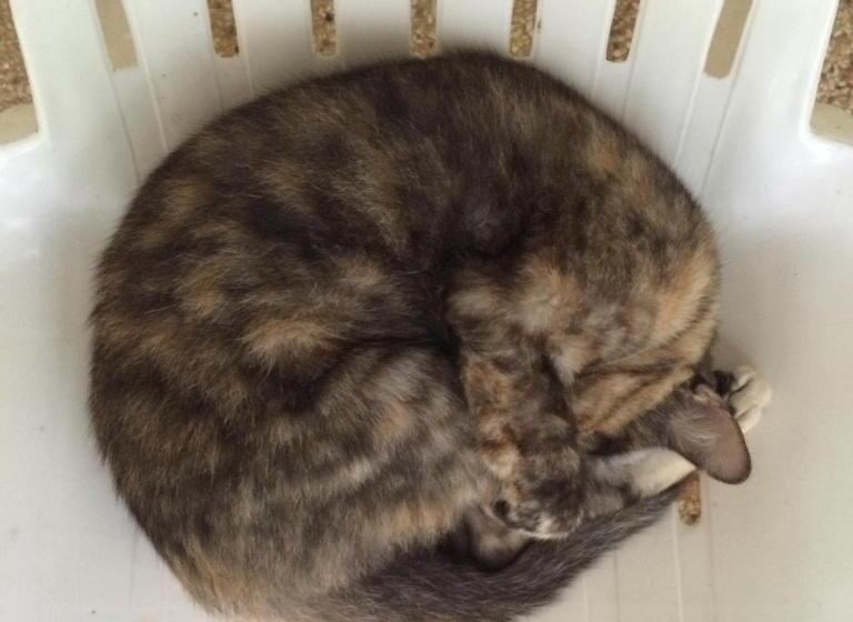 بنسيون Fern House Retreat