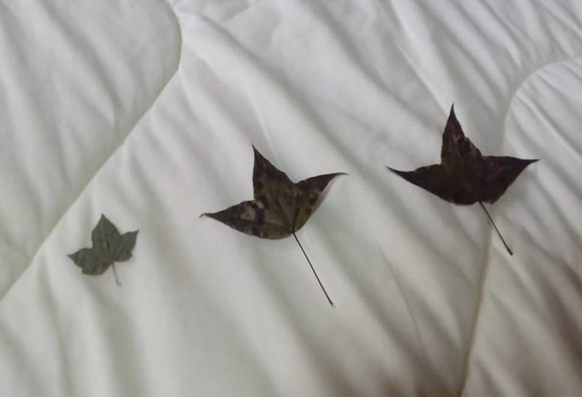 بنسيون The Local Story Home Stay 1