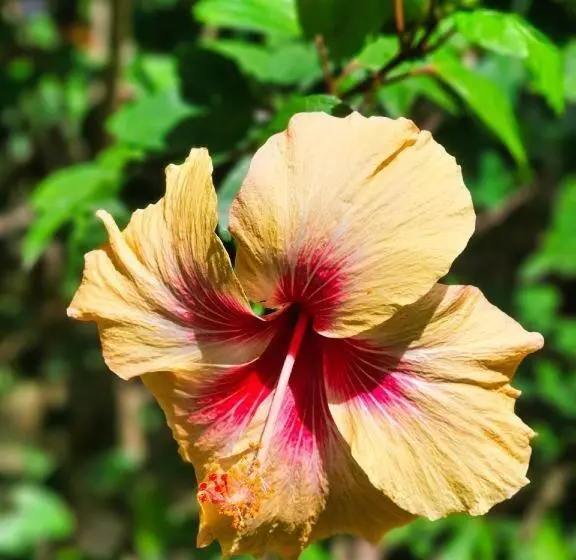 Hotelli Baan Kiangnam Pattaya Resort