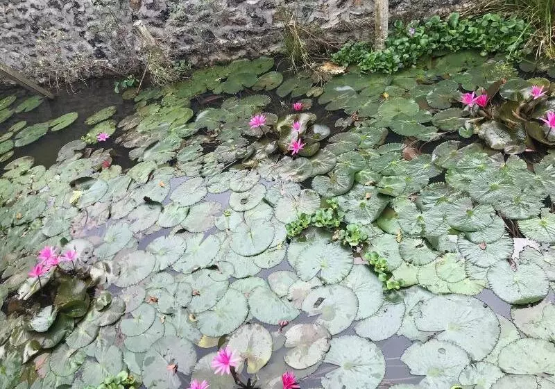 هاستل Anh Huong Tam Coc Homestay