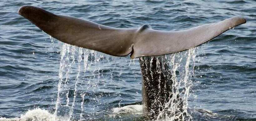 בית מלון כפרי Island Place