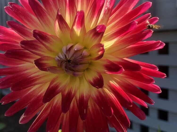 בית מלון כפרי Island Place