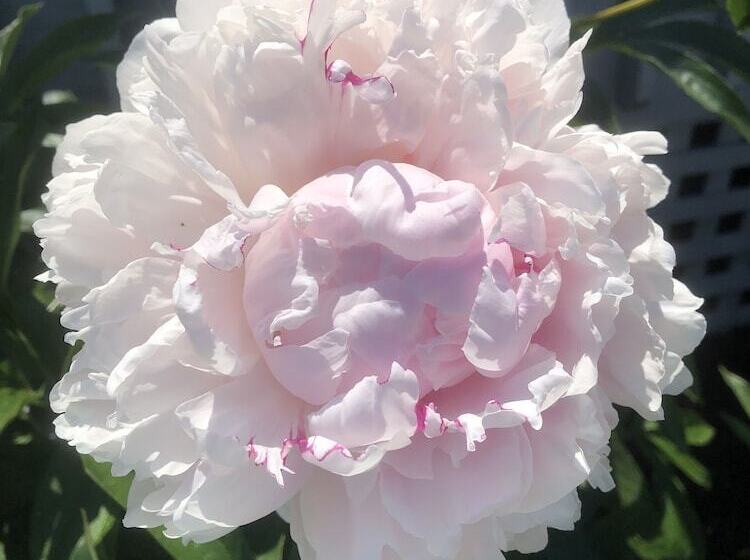 בית מלון כפרי Island Place