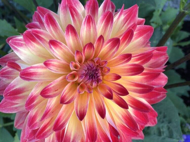 בית מלון כפרי Island Place