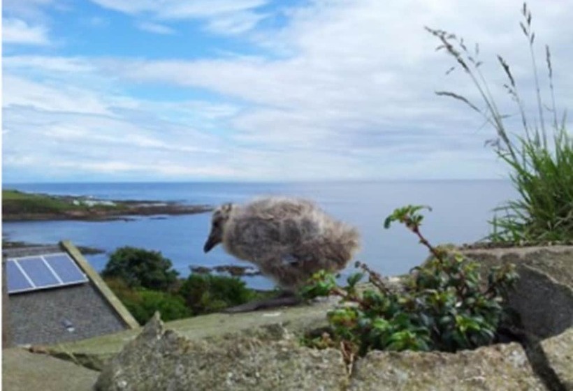 צימר Colstoncraig