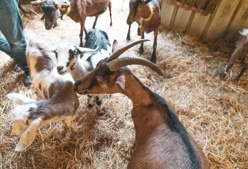 ペンション Chateau Saint Roux Le Lucle Cannet Des Maures
