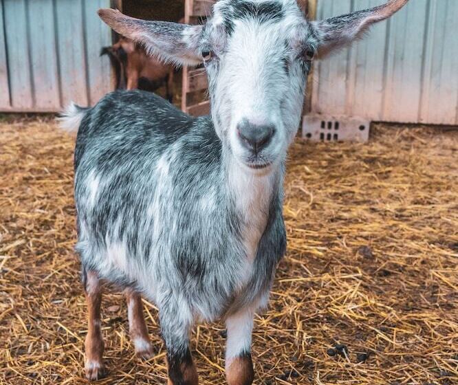 Pensionat Chateau Saint Roux Le Lucle Cannet Des Maures