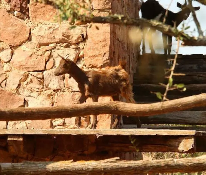 ペンション Chateau Saint Roux Le Lucle Cannet Des Maures