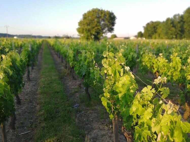 Пансион Chambres Et Gîte Peyroutas Amélie à Vignonet St Emilion