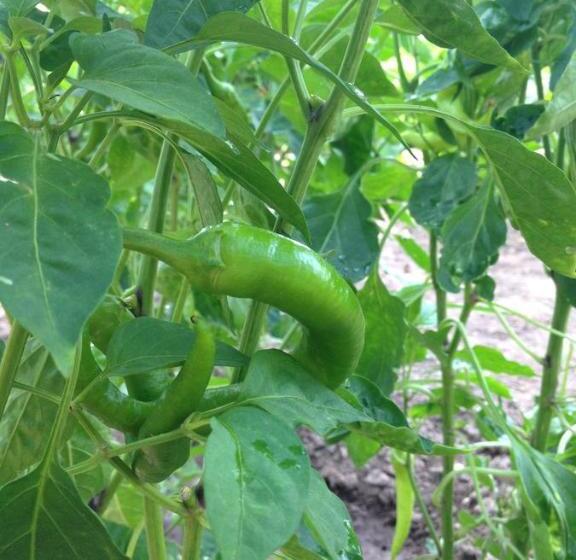 Assos Nazan Motel Restoran Beach