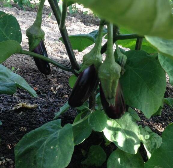 Assos Nazan Motel Restoran Beach