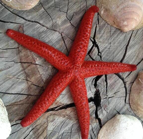 Assos Nazan Motel Restoran Beach