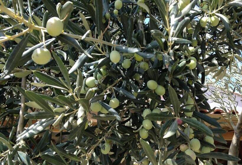 Assos Nazan Motel Restoran Beach