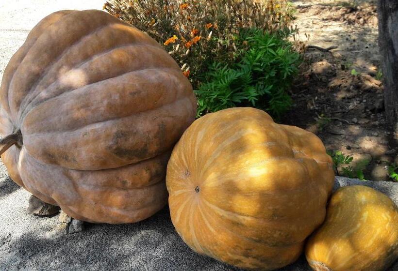 Assos Nazan Motel Restoran Beach