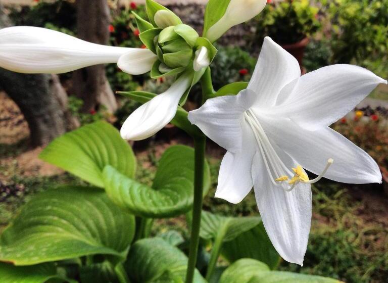 Assos Nazan Motel Restoran Beach