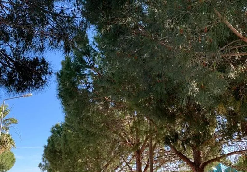 Hotelli Fiesta Beach Didim