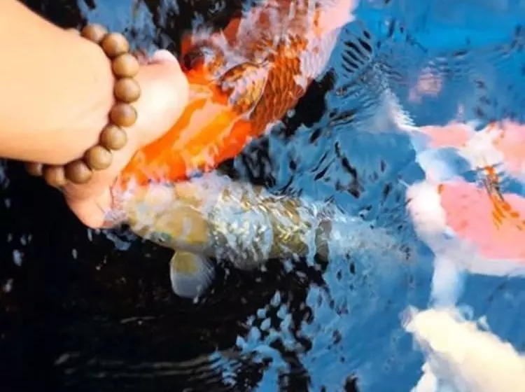 پانسیون Chichi House